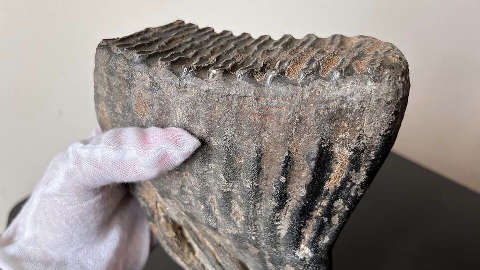 Зуб хотели переправить под видом металлического изделия