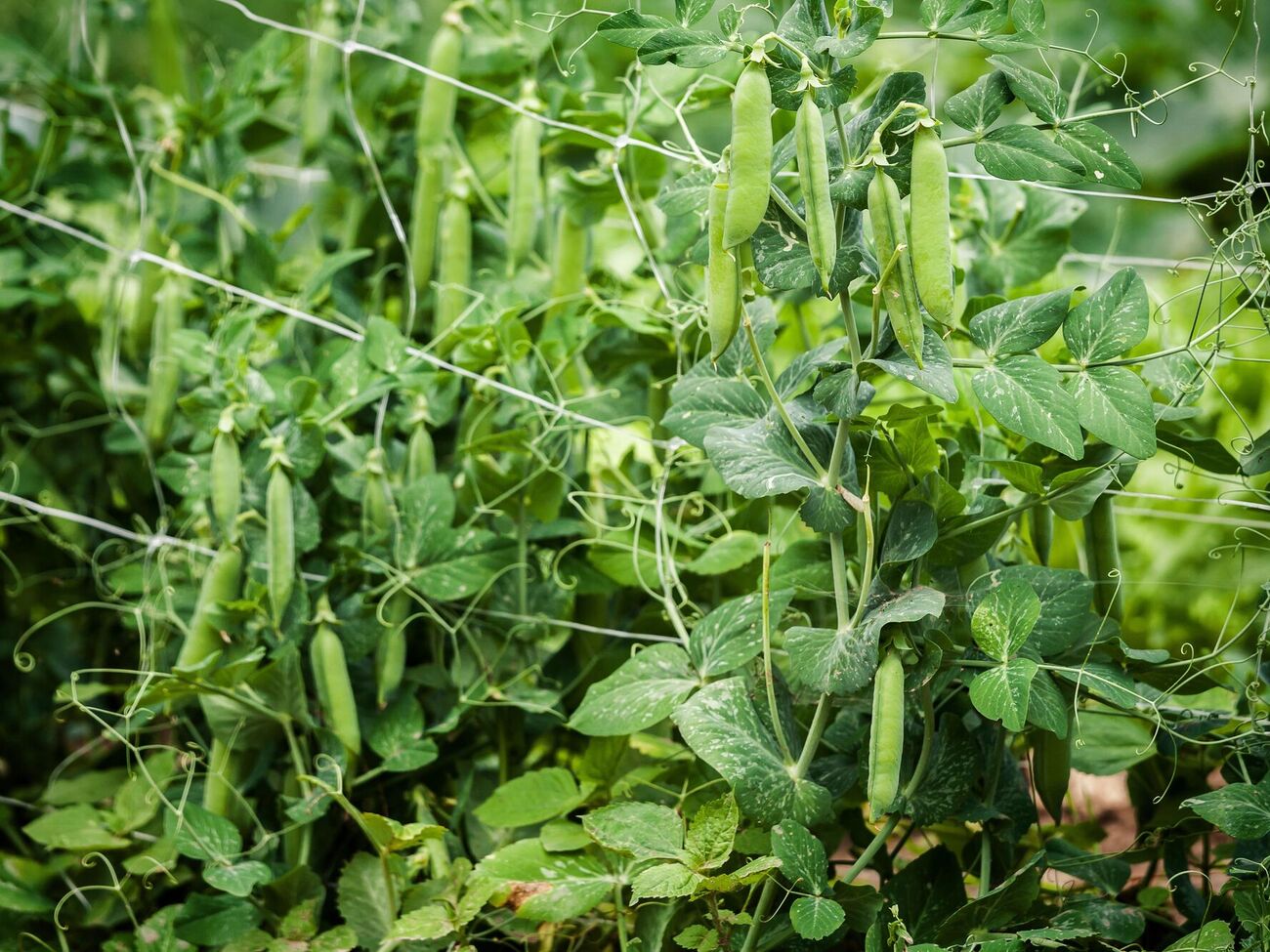 Горох будет не только крупным, но и очень сладким