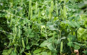 Горох будет не только крупным, но и очень сладким