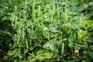 Горох буде не лише великим, а й дуже солодким