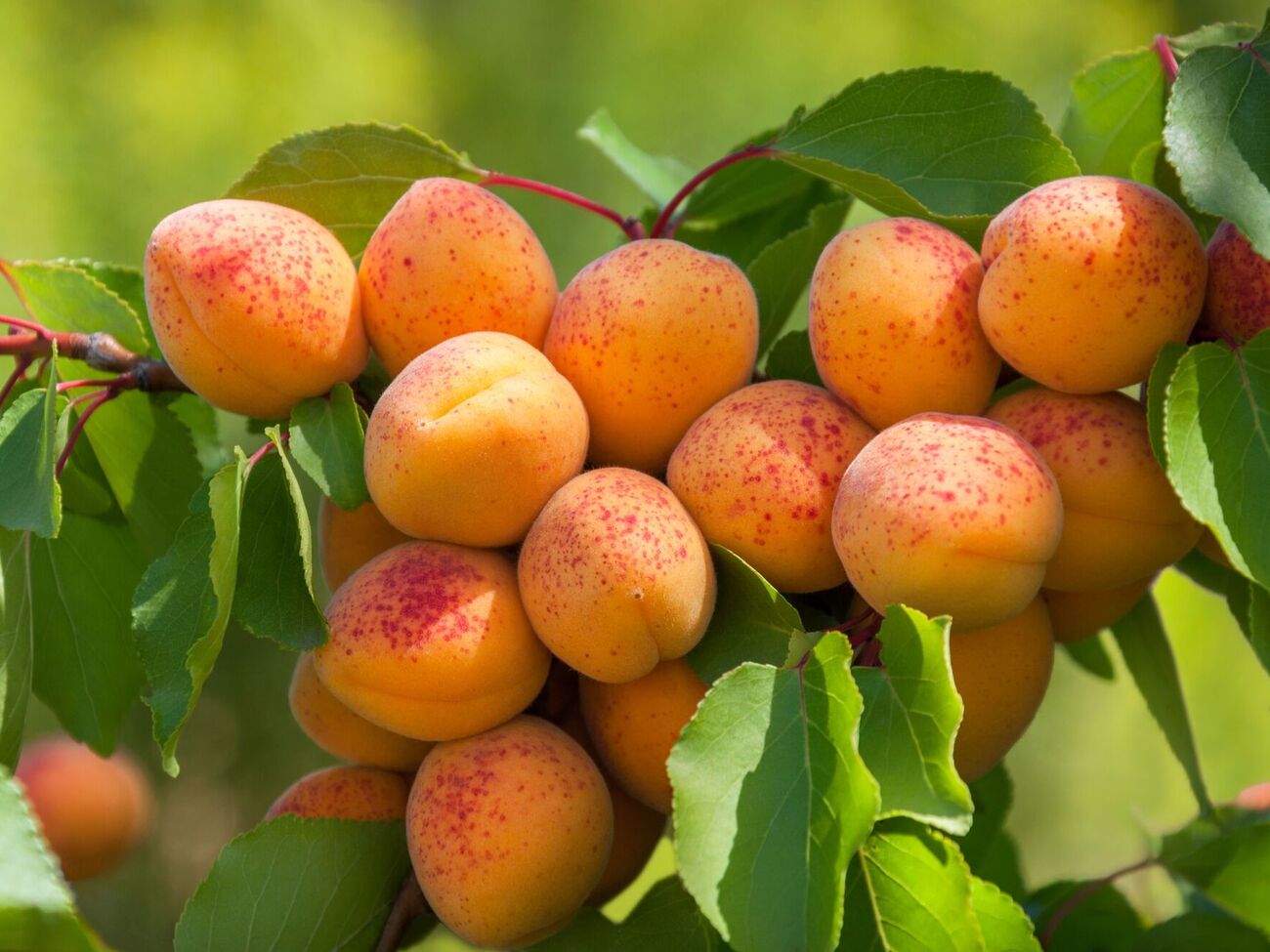 Щоб персики й абрикоси були набагато смачнішими, солодшими і більшими, блогер порекомендував внести під корінь фосфорно-калійні добрива