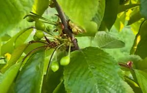 Деревья лучше обрабатывать в безветренную погоду в вечернее время по листу с обеих сторон