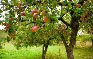 Яблоня может восстановиться самостоятельно