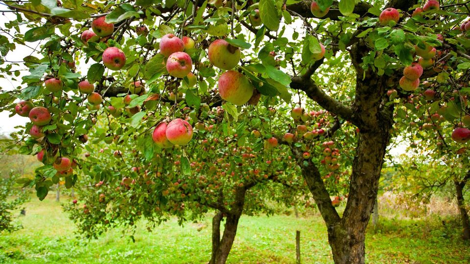 Яблоня может восстановиться самостоятельно