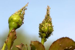 Обрабатывать кусты инсектицидом необходимо как по верхней части листьев, так и по нижней, включая стебли