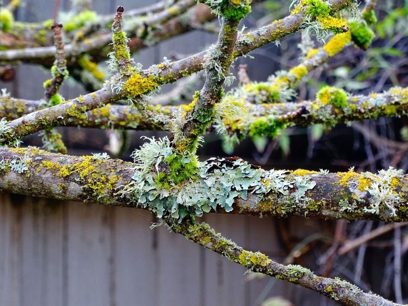 По словам садоводов, мох чаще всего появляется там, где слишком влажно и недостаточно света