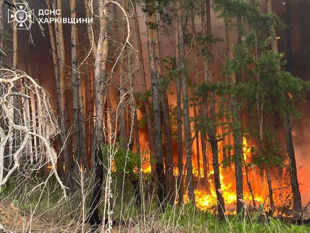 В області горить майже 4 тис. га лісу