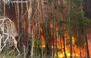 В области горит почти 4 тыс. гектаров леса