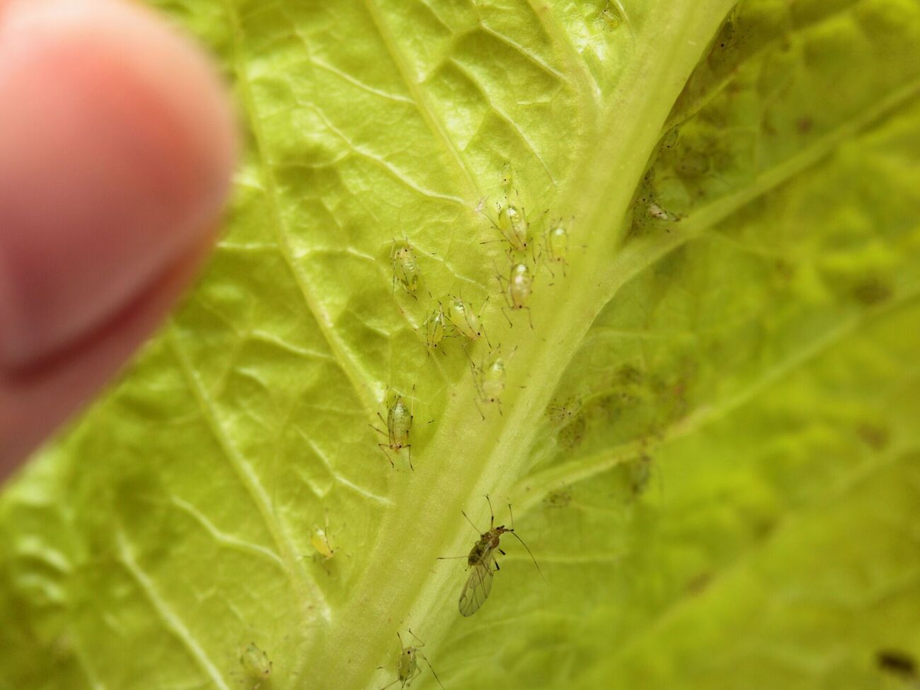 Попелиця небезпечна для городніх культур