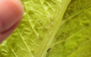 Попелиця небезпечна для городніх культур