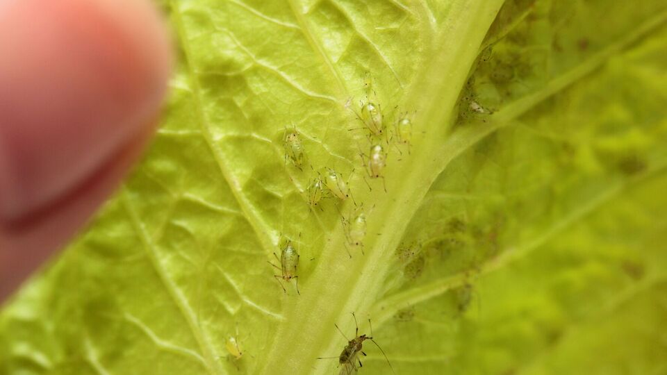 Попелиця небезпечна для городніх культур