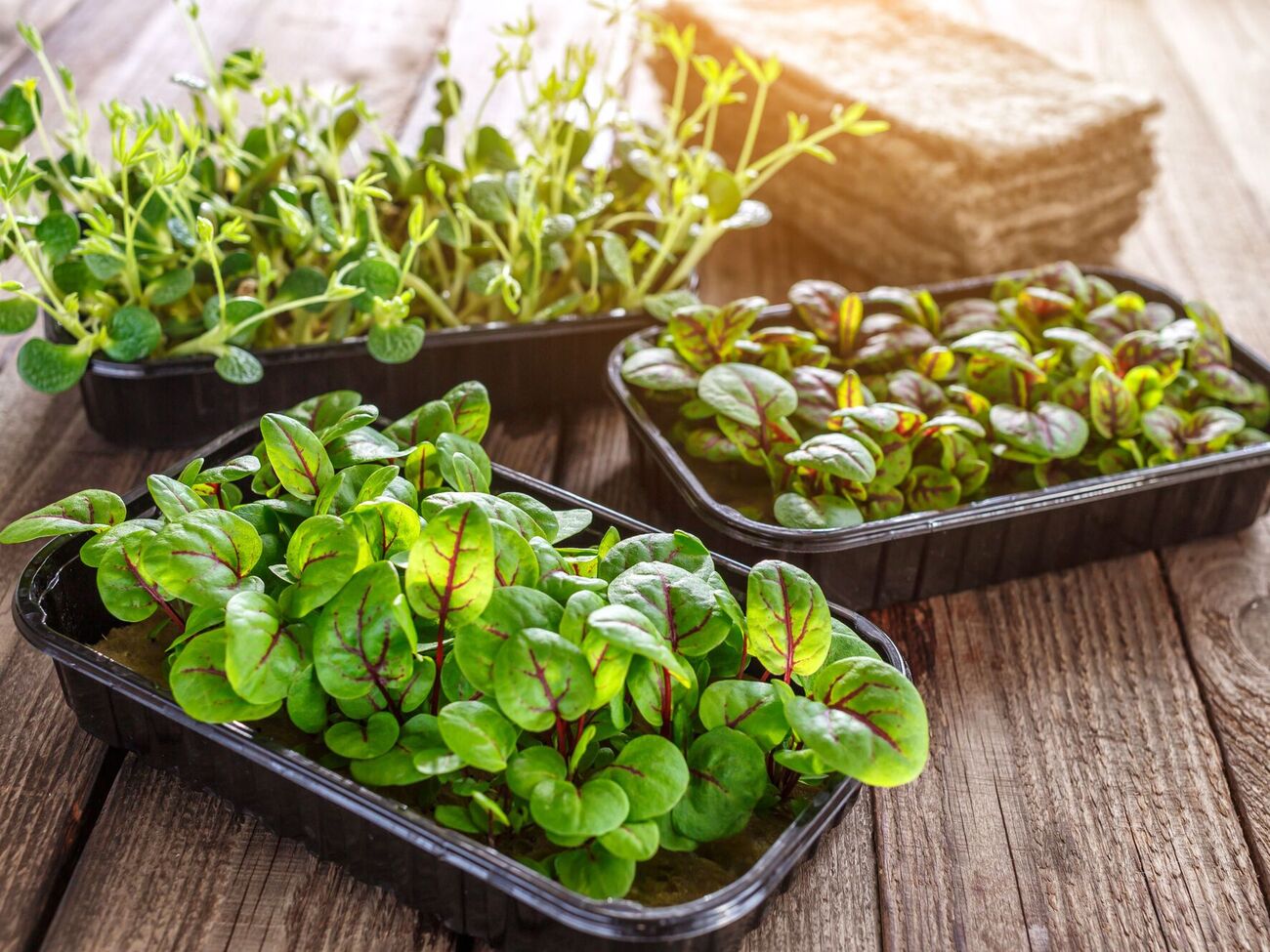 Микрогрин можно выращивать дома