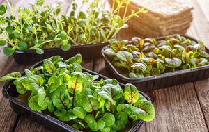 Микрогрин можно выращивать дома