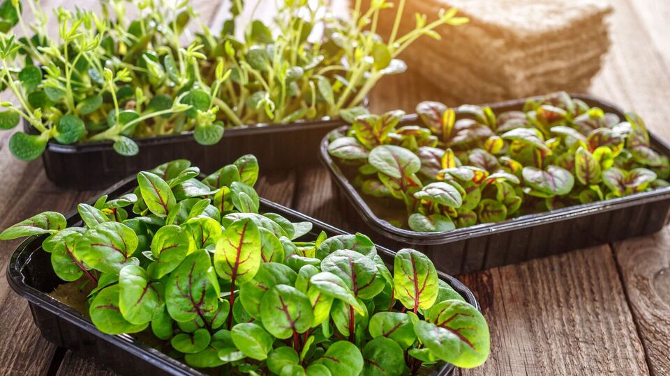 Микрогрин можно выращивать дома