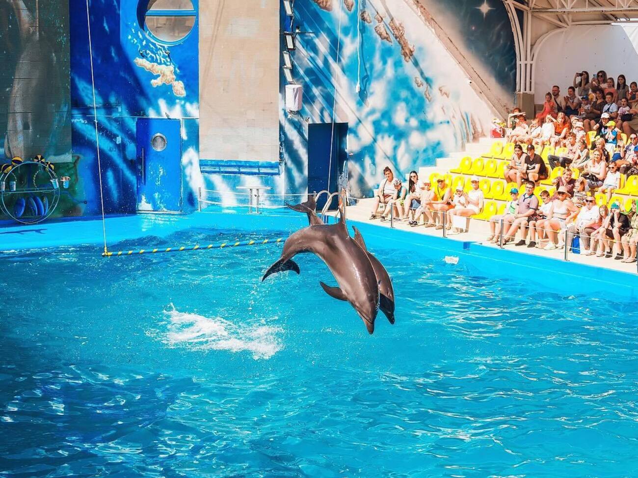 Сеть дельфинариев "Немо", вероятно, имеет связи с россиянами, заявили расследователи