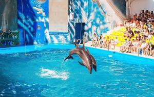 Сеть дельфинариев "Немо", вероятно, имеет связи с россиянами, заявили расследователи
