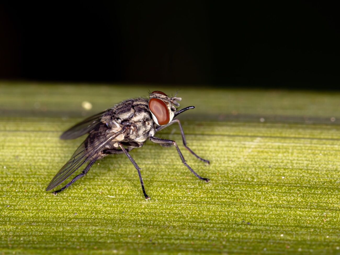 Луковая муха может испортить урожай