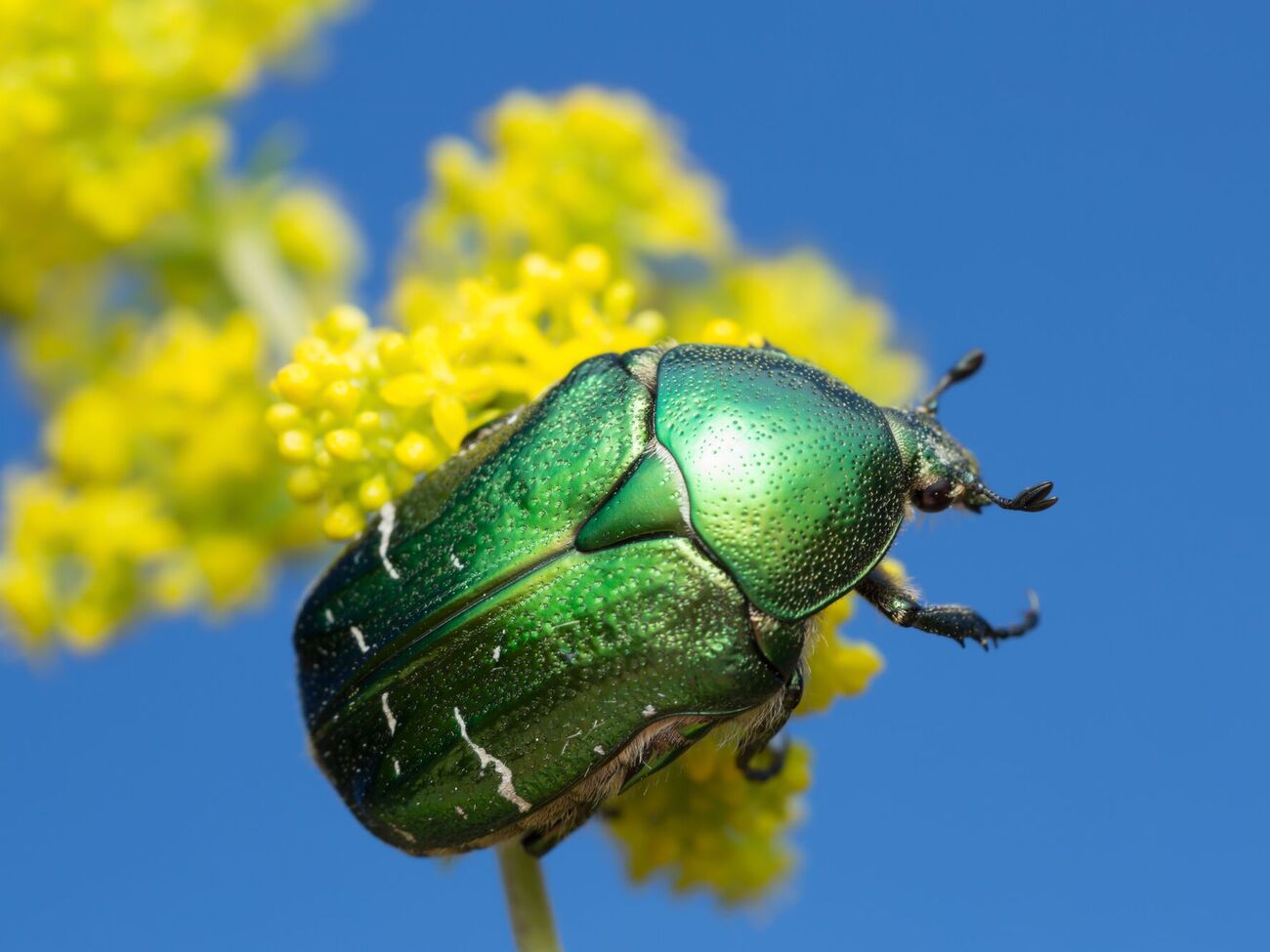 Бронзовка выедает середину цветка, делая его непригодным для пчел