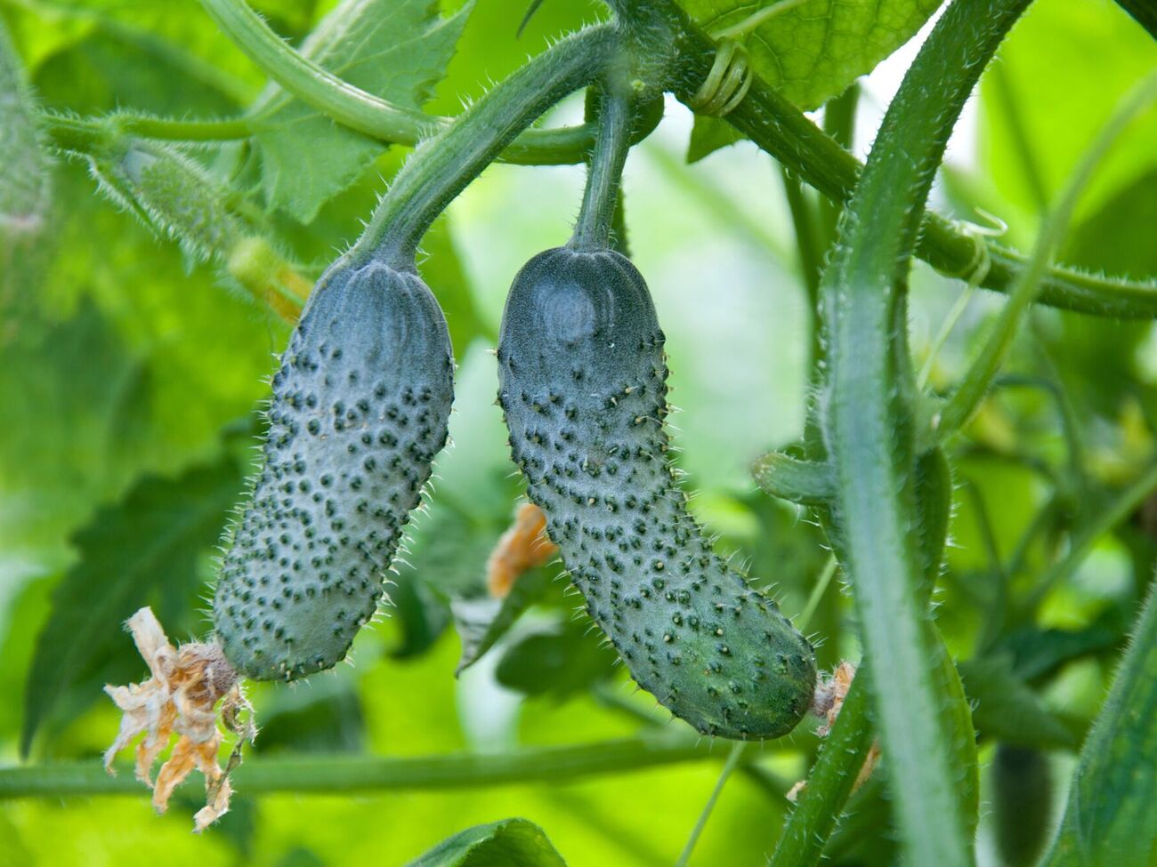 Плоди треба зривати так, щоб не нашкодити рослині