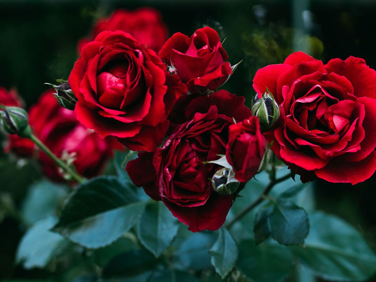 Розы нуждаются в фосфоре и калии