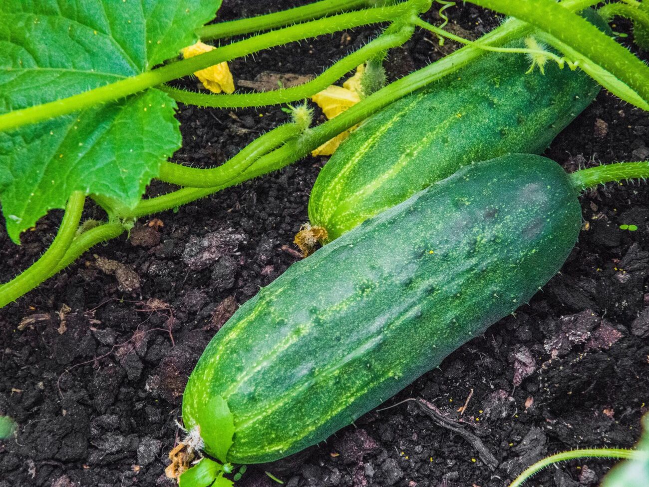 Блогер попередив, що огірки не можна підживлювати мінеральними або хімічними добривами, якщо їх уже почали вживати у їжу