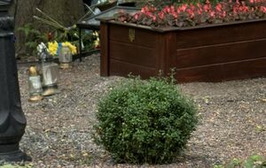 Неизвестные разгромили могилы украинских военных