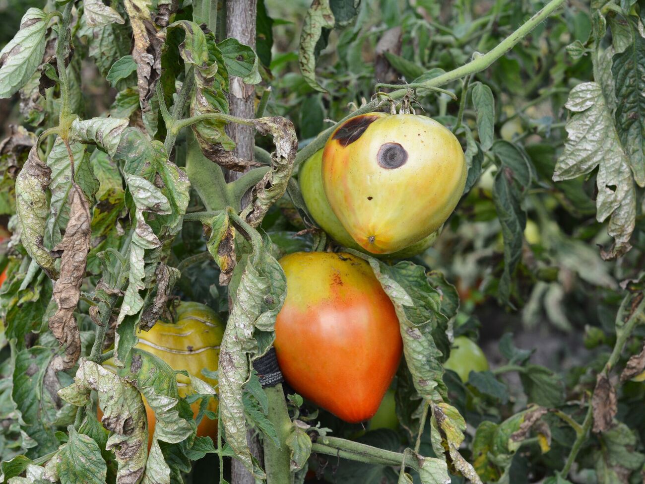 Вершинная гниль ставит под угрозу весь урожай