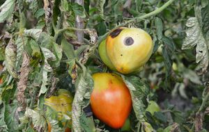 Вершинная гниль ставит под угрозу весь урожай