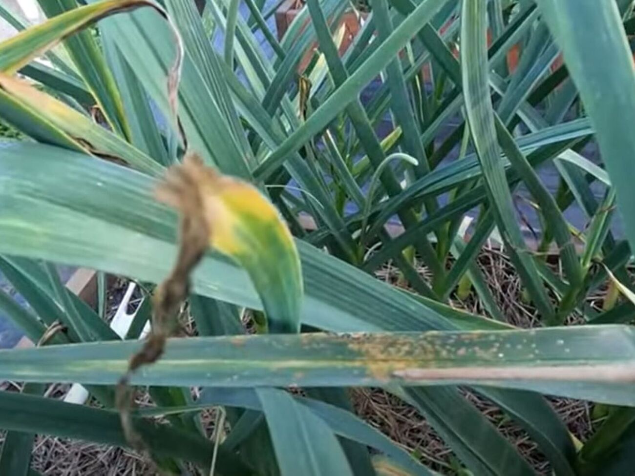 Городник порекомендував обробити часник від іржі за допомогою фунгіциду "Квадріс"