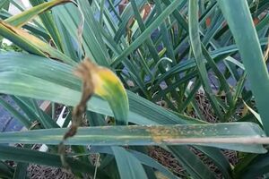 Городник порекомендував обробити часник від іржі за допомогою фунгіциду "Квадріс"