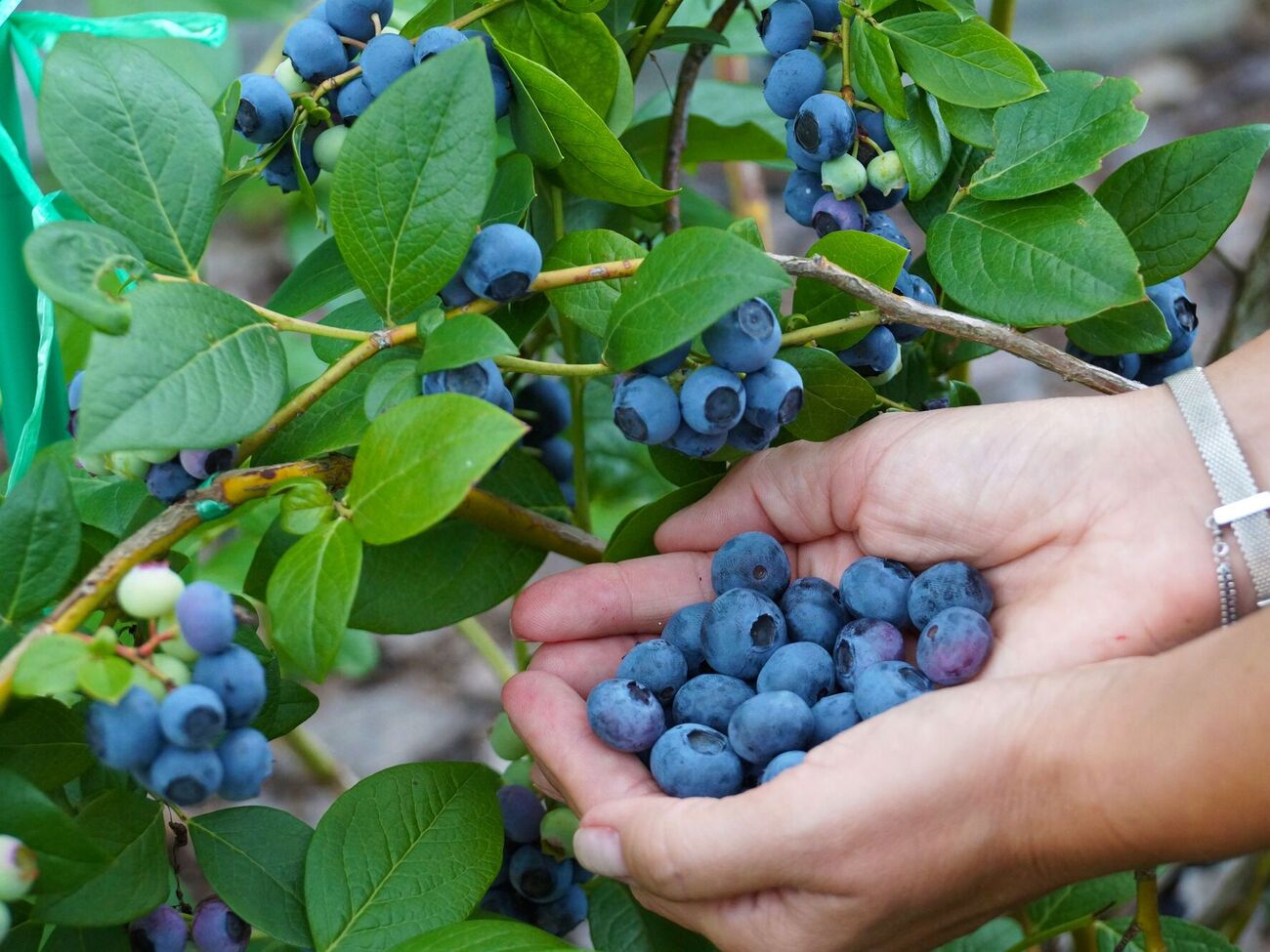 Голубике необходимо перекрестное опыление