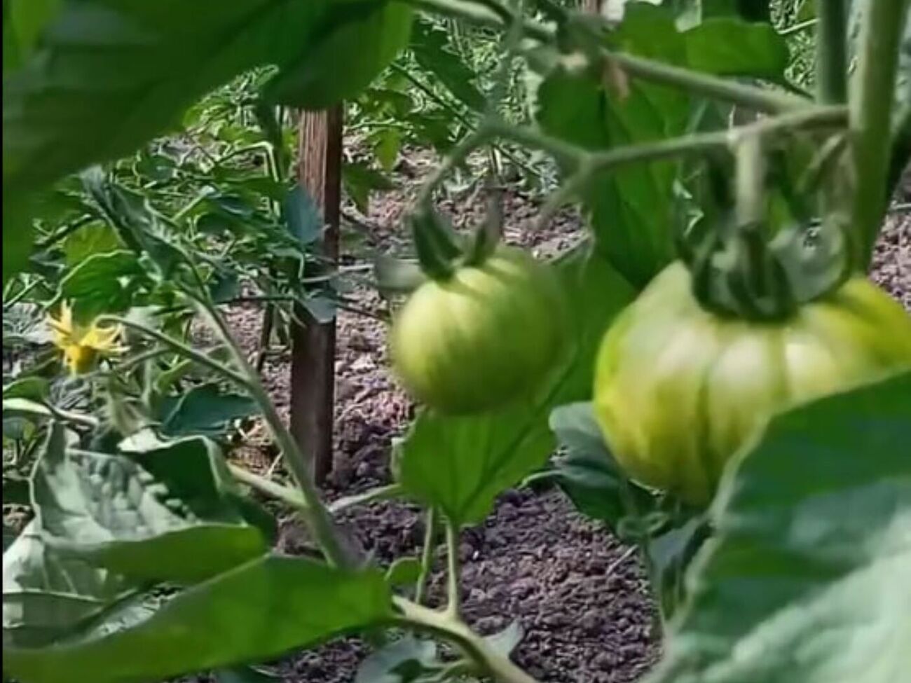 Пасинки краще зрізати секатором, а не обламувати, тоді наступні гілки формуються не так швидко