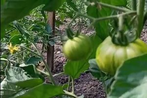 Пасынки лучше срезать секатором, а не ломать, тогда следующие ветки формируются не так быстро
