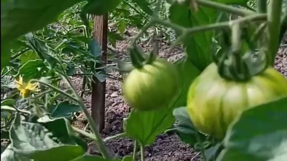 Пасынки лучше срезать секатором, а не ломать, тогда следующие ветки формируются не так быстро