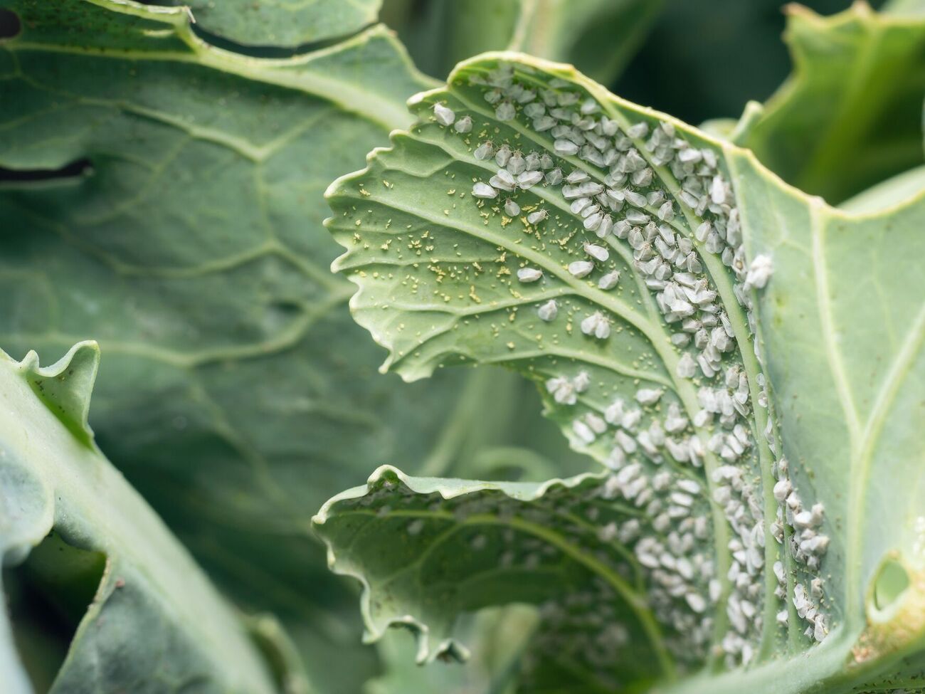 За словами блогерки, обробку інсектицидом від білокрилки потрібно повторити за 72 години