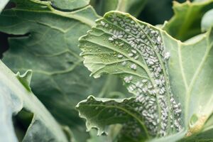 За словами блогерки, обробку інсектицидом від білокрилки потрібно повторити за 72 години