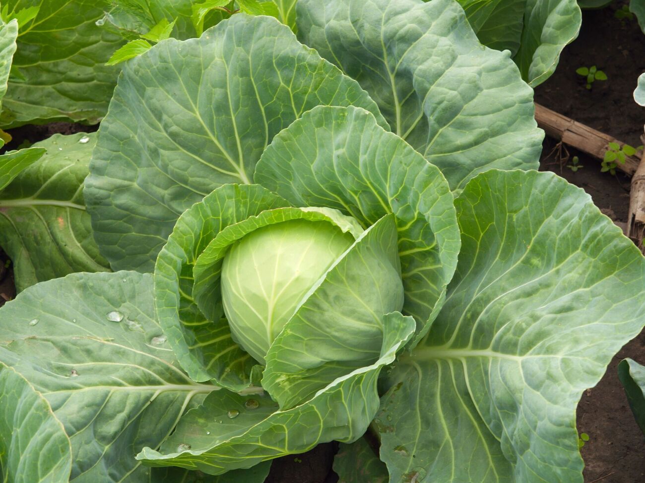 По словам огородника, проводить подкормку необходимо тогда, когда на капусте появилось шесть или семь листов