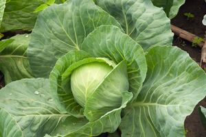 По словам огородника, проводить подкормку необходимо тогда, когда на капусте появилось шесть или семь листов