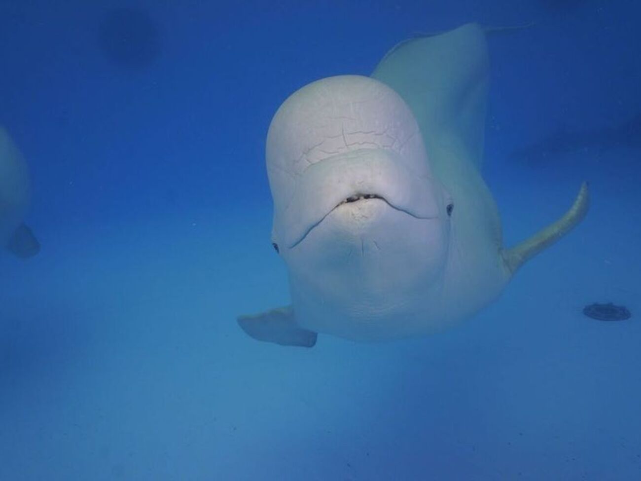 Білух вивезли з Харкова до Іспанії