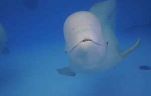 Білух вивезли з Харкова до Іспанії