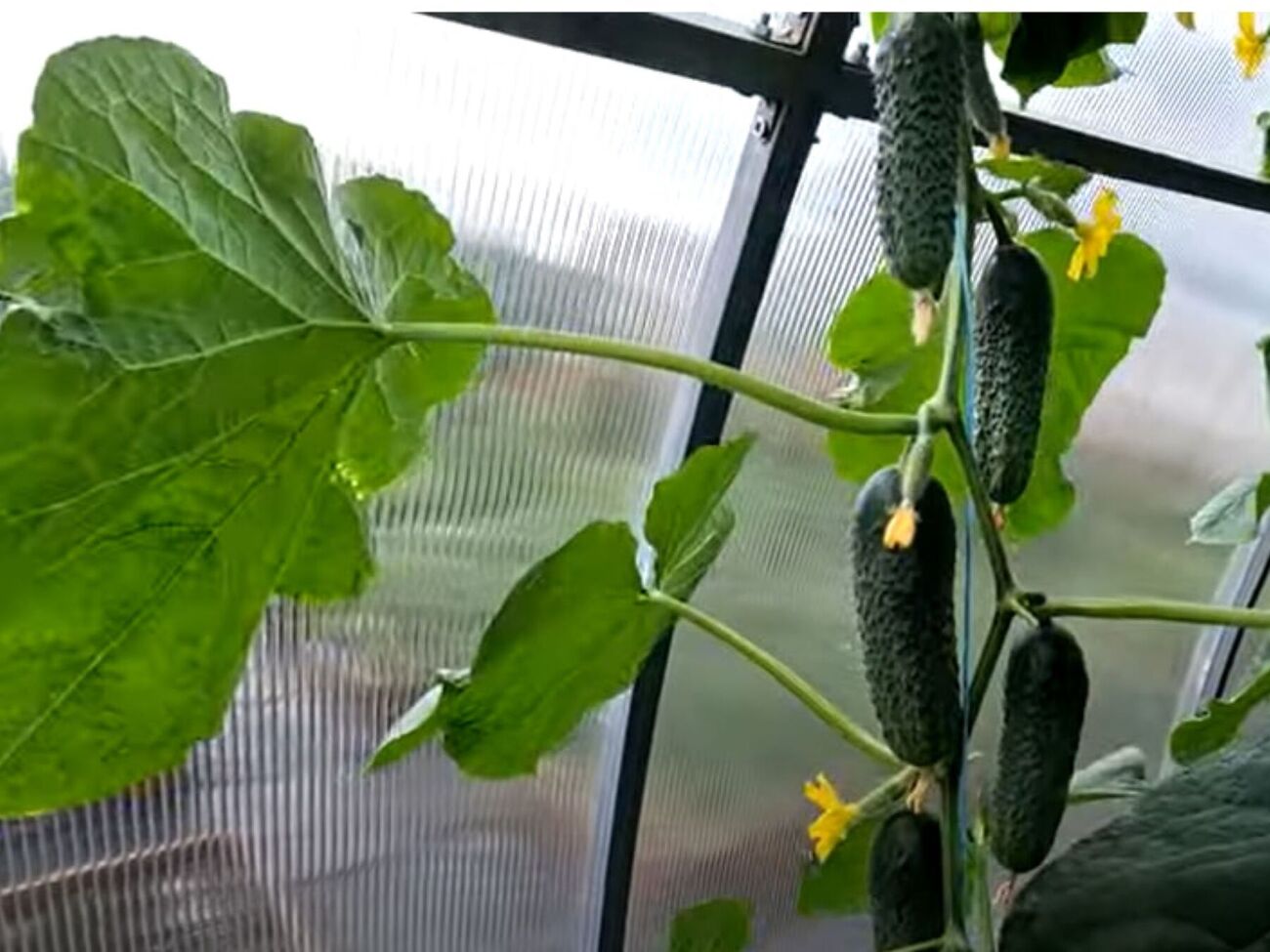 Под каждый куст огурцов нужно вылить около 1 л готового удобрения