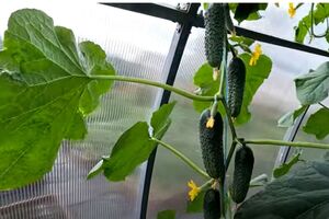 Під кожен кущ огірків треба вилити приблизно 1 л готового добрива