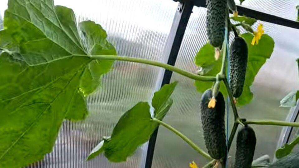 Під кожен кущ огірків треба вилити приблизно 1 л готового добрива