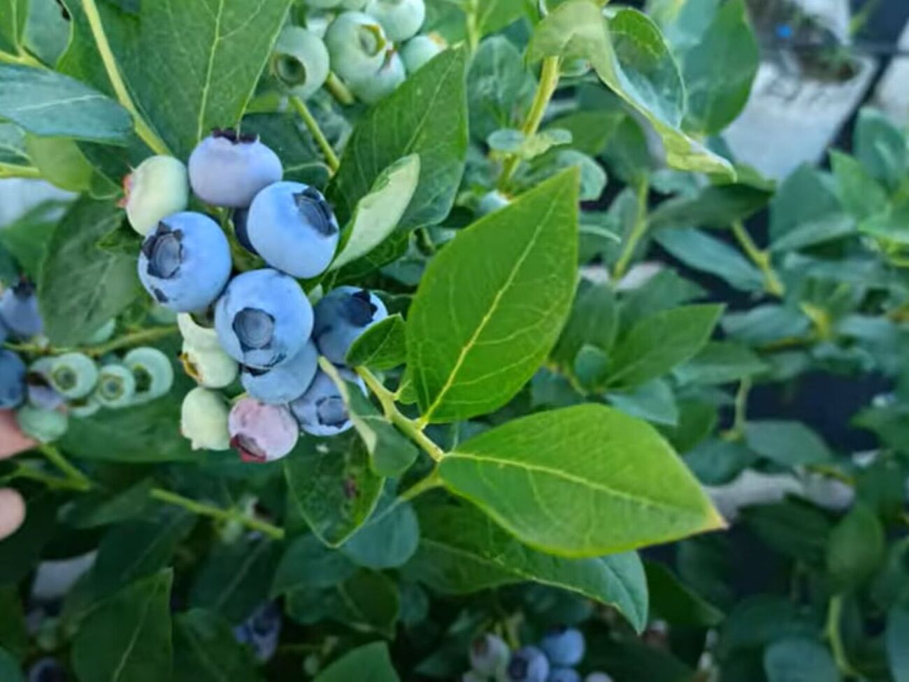 Кусты голубики нужно нормировать