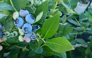 Кусты голубики нужно нормировать