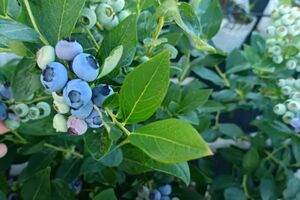 Кусты голубики нужно нормировать