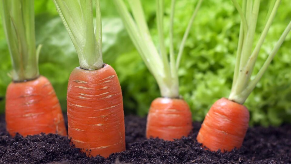 Для приготовления подкормки в 10 л воды растворите 1 ст. л. любого азотистого удобрения и 2 г янтарной кислоты