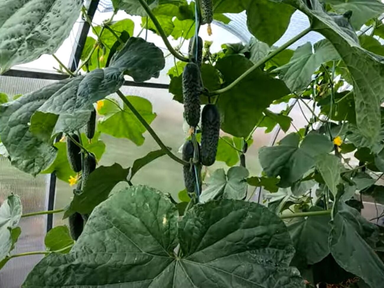 Обрабатывать огурцы необходимо сперва сверху снизу, а затем – в обратном направлении