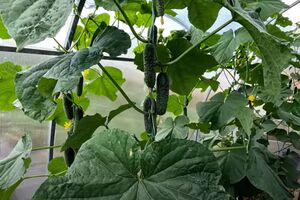 Обробляти огірки треба спочатку зверху вниз, а потім у зворотному напрямку