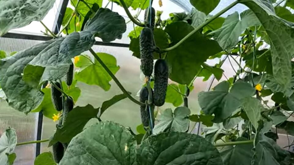 Обробляти огірки треба спочатку зверху вниз, а потім у зворотному напрямку